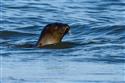 5_-_Setauket_Seal-5