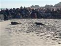 6_-_Setauket_Seal-6