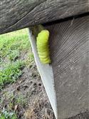 IMG_3765(2)-1